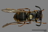 ǦW:Vespula flaviceps