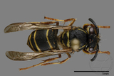 ǦW:Vespula flaviceps