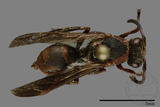 ǦW:Polistes eboshinus