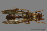 ǦW:Parapolybia nodosa