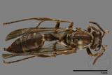 ǦW:Parapolybia nodosa