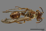 ǦW:Parapolybia nodosa