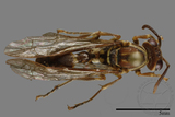 ǦW:Parapolybia nodosa