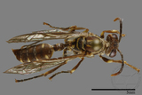 ǦW:Parapolybia nodosa