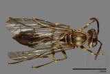 ǦW:Parapolybia nodosa