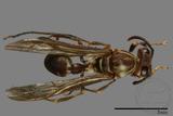 ǦW:Parapolybia nodosa