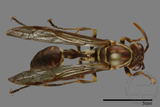 ǦW:Parapolybia nodosa