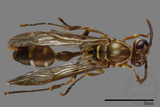 ǦW:Parapolybia nodosa