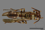 ǦW:Parapolybia nodosa