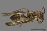 ǦW:Parapolybia nodosa