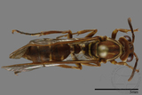 ǦW:Parapolybia nodosa