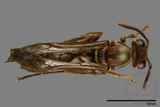 ǦW:Parapolybia nodosa