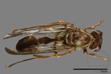 ǦW:Parapolybia nodosa