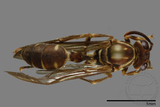 ǦW:Parapolybia nodosa