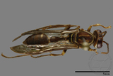 ǦW:Parapolybia nodosa