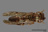 ǦW:Parapolybia nodosa