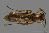 ǦW:Parapolybia nodosa