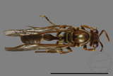 ǦW:Parapolybia nodosa