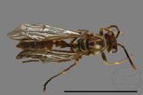 ǦW:Parapolybia nodosa