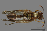 ǦW:Parapolybia nodosa