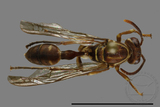 ǦW:Parapolybia nodosa