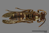 ǦW:Parapolybia nodosa