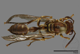 ǦW:Parapolybia nodosa