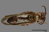 ǦW:Parapolybia nodosa