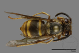 ǦW:Vespula arisana