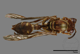 ǦW:Parapolybia nodosa