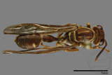 ǦW:Parapolybia nodosa