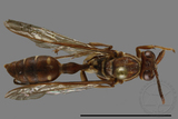 ǦW:Parapolybia nodosa