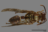 ǦW:Parapolybia nodosa