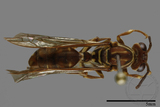 ǦW:Parapolybia nodosa