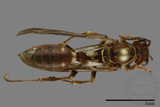 ǦW:Parapolybia nodosa