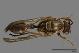 ǦW:Parapolybia nodosa