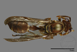 ǦW:Parapolybia nodosa