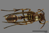 ǦW:Parapolybia nodosa