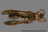 ǦW:Parapolybia varia