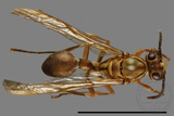 ǦW:Parapolybia takasagona