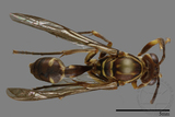 ǦW:Parapolybia nodosa