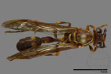 ǦW:Parapolybia varia