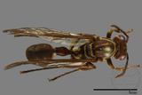 ǦW:Parapolybia nodosa