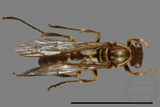 ǦW:Parapolybia nodosa