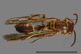 ǦW:Parapolybia varia