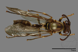 ǦW:Parapolybia nodosa