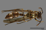 ǦW:Parapolybia nodosa