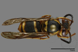 ǦW:Vespula arisana