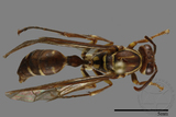 ǦW:Parapolybia nodosa