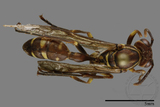 ǦW:Parapolybia nodosa